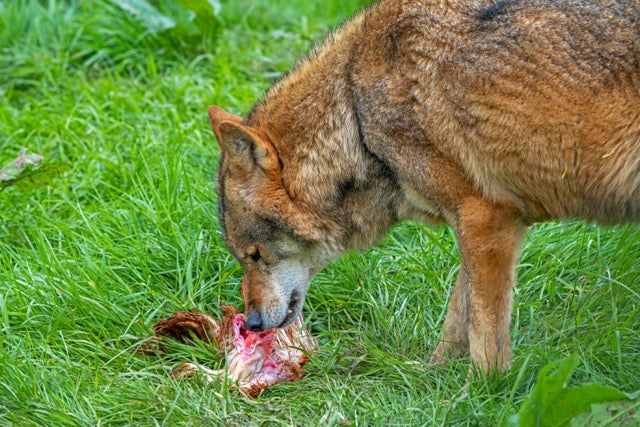 What Does It Mean for Raw Dog Food to Be Biologically Appropriate?